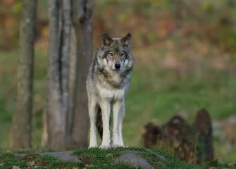 Foto auf Acrylglas Wolf Ein einsamer Timberwolf oder Grauer Wolf (Canis lupus) auf einem Felsen blickt auf einen Herbsttag in Kanada zurück