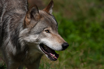 Naklejka na ściany i meble Timber wolf or Grey Wolf (Canis lupus) portrait up close isolated against a green background in Canada