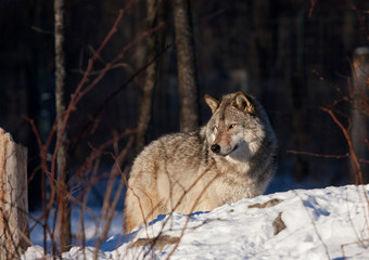 A lone Timber Wolf or Grey Wolf (Canis lupus) portrait walking in the winter snow in Canada