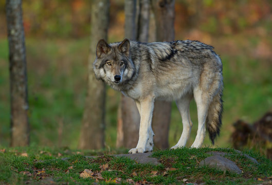 Fototapeta A lone Timber wolf or Grey Wolf  (Canis lupus) on top of a rock looks back on an autumn day in Canada
