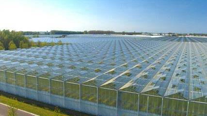 CLOSE UP: Vegetables growing in beautiful modern horticultural glasshouses