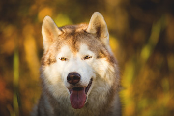 Close-up Portrait of cute Beige and white dog breed Siberian Husky posing in fall on a bright golden forest background.
