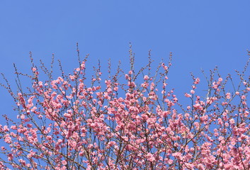 ピンク色の梅の花