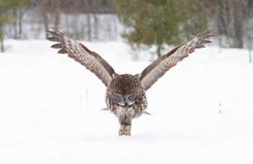Fototapeta premium Great grey owl with wings spread out prepares to strike as he hunts (Strix nebulosa) in the winter snow in Canada
