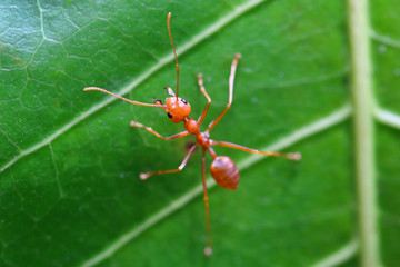 Red ant (Oecophylla smaragdina),Action of ant on a green leaves.
