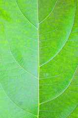 Nature Plant Green Color.