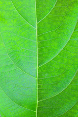 Nature Plant Green Color.