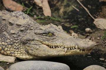 Obraz premium 악어