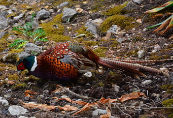 Fototapeta na wymiar duck in the forest