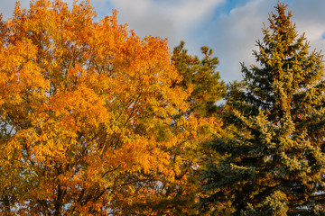 Fototapeta premium A huge oak tree with golden autumn leaves at sunset against a blue sky. To the right of the oak grows tall blue spruce Picea pungens. Autumn motive for design.