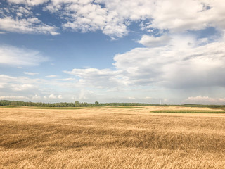 Beautiful landscape. Summer field against the blue sky.