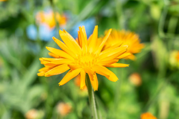 Yellow Flower