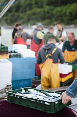 Fish crate and and fishermen sorting fish