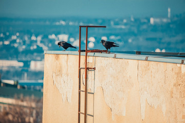 two crows standing on the edge of the roof