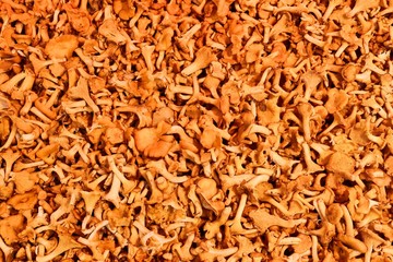 Chanterelle mushrooms