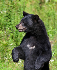 Obraz premium Black bear (Ursus americanus) standing in the meadow in autumn in Canada
