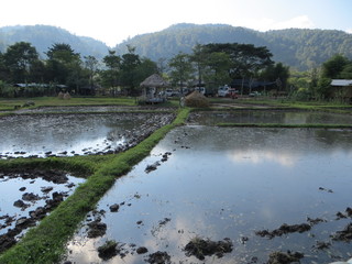 Rice fields in rural landscape