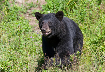 Black bear (Ursus americanus) walking through the meadow in autumn in Canada