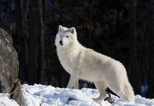 A lone Arctic wolf (Canis lupus arctos) walking through the snow in winter in Canada