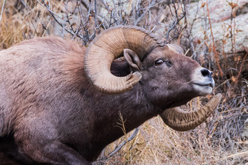 Colorado Rocky Mountain Bighorn Sheep