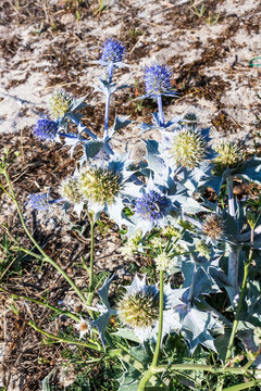 Sea holly or seaside eringo flower