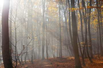 Herstlicher Wald im Nebel. 