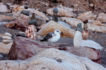 sea gull on the shore among the rocks