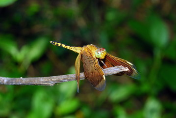 dragonfly