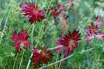 bright red leaves on green grass background