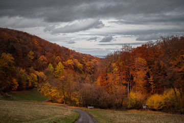 Naklejka premium wald