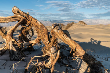Twisted Dry Trunk of a Mesquite Tree at Sunrise, Mesquite Flat Dunes, Death Valley National Park