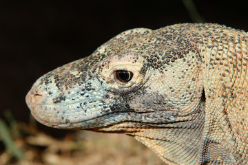 Komodo dragon  (Varanus komodoensis), 