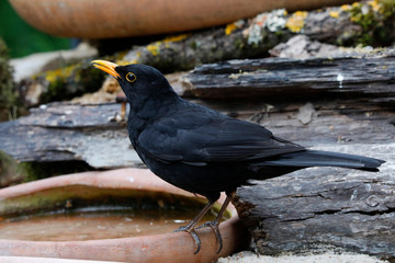 Common blackbird (Turdus merula)