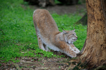 Naklejka na ściany i meble Eurasian lynx (Lynx lynx), European lynx or Siberian lynx