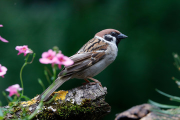 Eurasian tree sparrow (Passer montanus) 