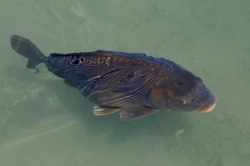 Common carp or European carp (Cyprinus carpio)