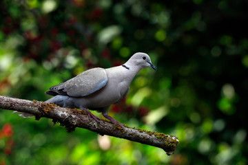 Eurasian collared dove (Streptopelia decaocto)