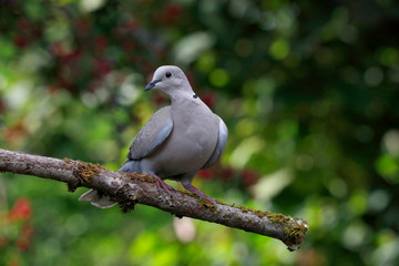 Eurasian collared dove (Streptopelia decaocto)