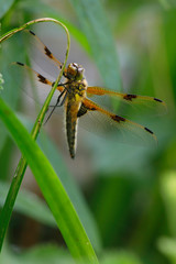 Four-spotted chaser (Libellula quadrimaculata), 