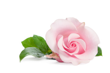 single bud of pink rose isolated on white background