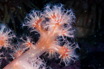 Red Soft coral underwater in the St. Lawrence River