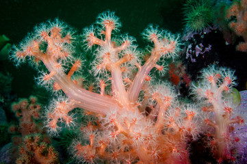 Red Soft coral underwater in the St. Lawrence River