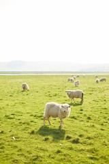 Obraz premium Herd of sheep walking in a sunny meadow in spring, sheep is looking at the frame