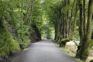 road in forest 2