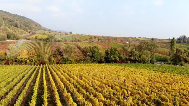 Flug &uuml;ber herstliche Weinreben