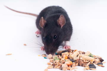 Gray rat eating dry food on white background