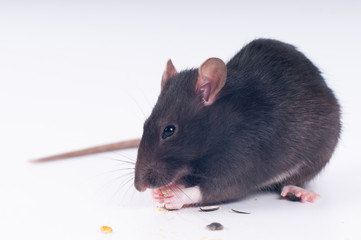 Gray rat eating dry food on white background