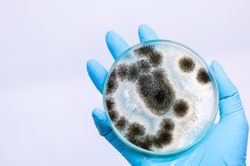 Aspergillus (mold) for Microbiology in Lab. © sinhyu