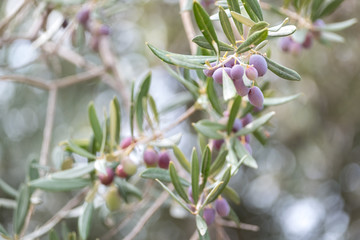 Fototapeta na wymiar Amalfi Cost, Italy. Close up of olives growing on olive trees in a grove in the Valley of the Dragon. Photographed whilst on the mountain path from Ravello up in the hills, to Atrani on the coast.
