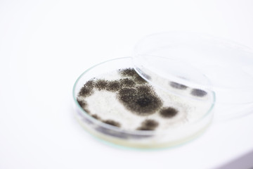 Aspergillus (mold) for Microbiology in Lab.